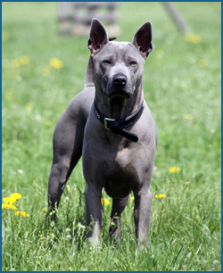 Angel Blue Thaiczech | Thajský ridgeback