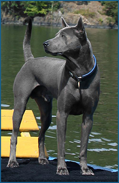 Thajský ridgeback