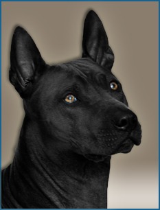 Abraxas Thaiczech | Thajský ridgeback