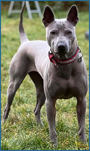 Feytiry | Thajský ridgeback