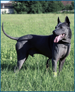 Thajský ridgeback