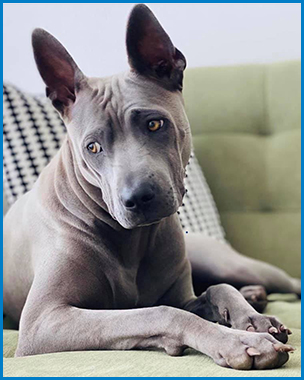 Thajský Ridgeback
