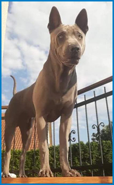 Thajský Ridgeback