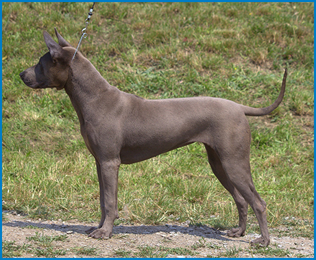 Thajský Ridgeback