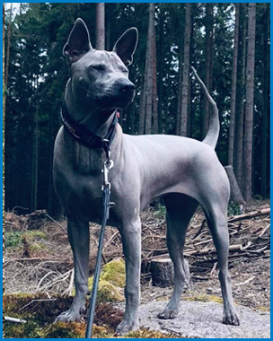 Thajský Ridgeback