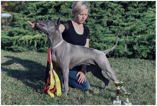 Thajský Ridgeback