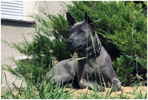 Thajský Ridgeback