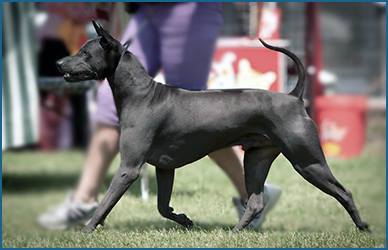 Black Thai Ridgeback, Beautiful Thai Ridgeback Puppy Stock Photo Image By C Svetography 194704702, Maybe you would like to learn more about one of these?