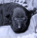 Thajský ridgeback štěně