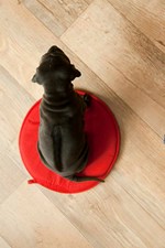 Thajský ridgeback štěně