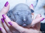 Thajský ridgeback štěně
