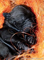 Thajský ridgeback štěně