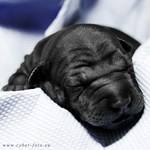 Thajský ridgeback štěně