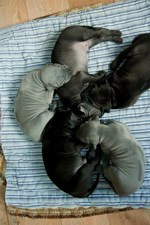 Thajský ridgeback štěně