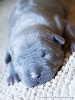 Thajský ridgeback štěně