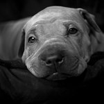 Thajský ridgeback štěně