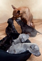 Thajský ridgeback štěně