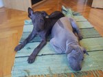 Thajský ridgeback štěně