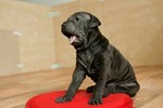 Thajský ridgeback štěně