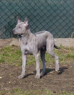 Thajský ridgeback štěně