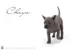 Thajský ridgeback štěně