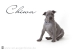 Thajský ridgeback štěně