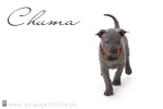 Thajský ridgeback štěně