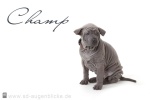 Thajský ridgeback štěně