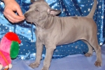 Thajský ridgeback štěně