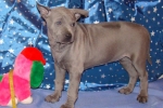 Thajský ridgeback štěně