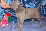 Thajský ridgeback štěně