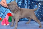 Thajský ridgeback štěně
