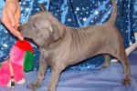 Thajský ridgeback štěně