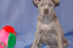 Thajský ridgeback štěně