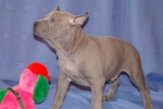 Thajský ridgeback štěně