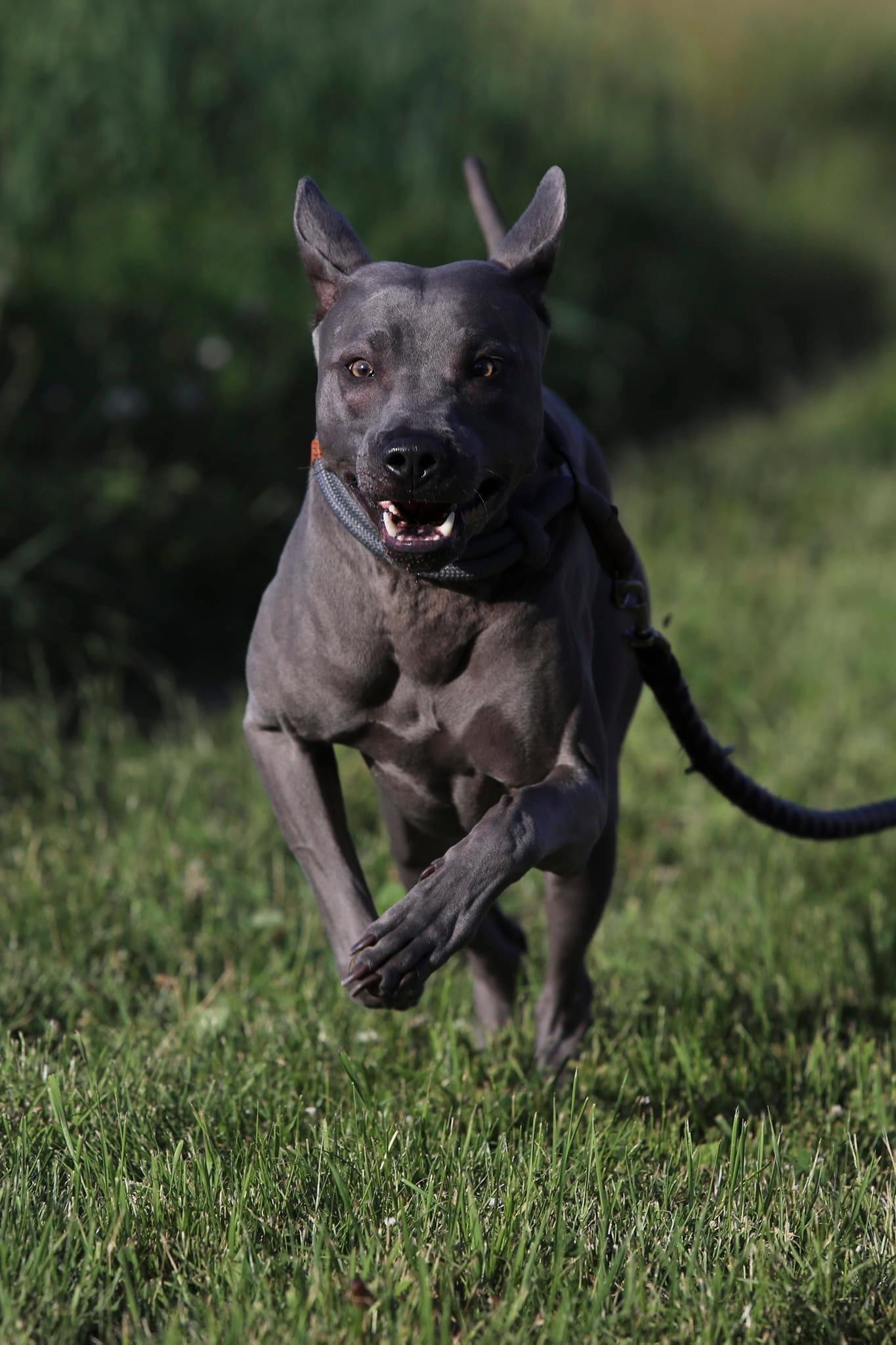 Thajský Ridgeback