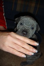 Angel Blue Thaiczech