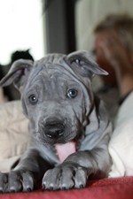 Angel Blue Thaiczech