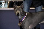 Argentum Cor Thaiczech
