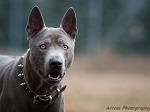 Argentum Cor Thaiczech