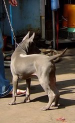 Thajský ridgeback | Thaiczech