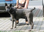 Thajský ridgeback | Thaiczech