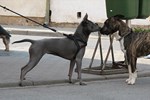 Thajský ridgeback | Thaiczech