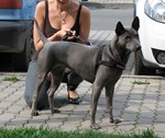 Thajský ridgeback | Thaiczech