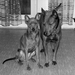 Thajský ridgeback | Thaiczech