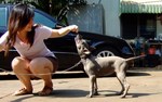 Thajský ridgeback | Thaiczech