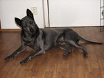 Siams TRB Krabork
