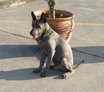 Siams TRB Krabork