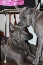 Thajský ridgeback | Thaiczech