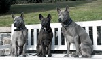Thajský ridgeback | Thaiczech